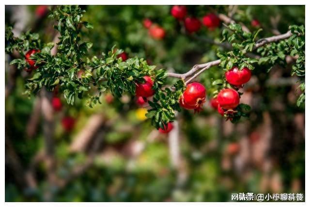 农村院子里有石榴树是好事还是坏事？种植石榴有什么讲究？(图1)