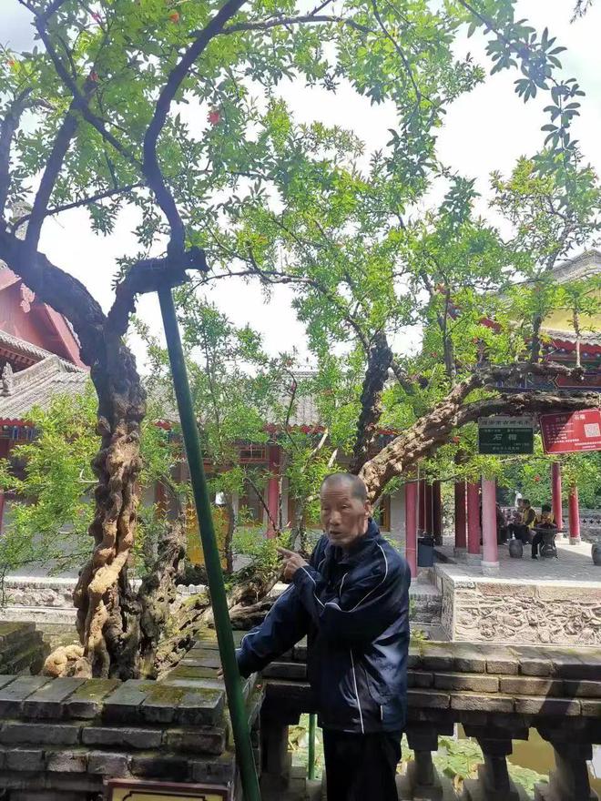 千年“贵妃手植榴”引中外游客驻足打卡(图2)