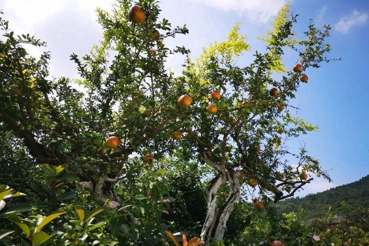 图片_批发价格_种植技巧(图7)