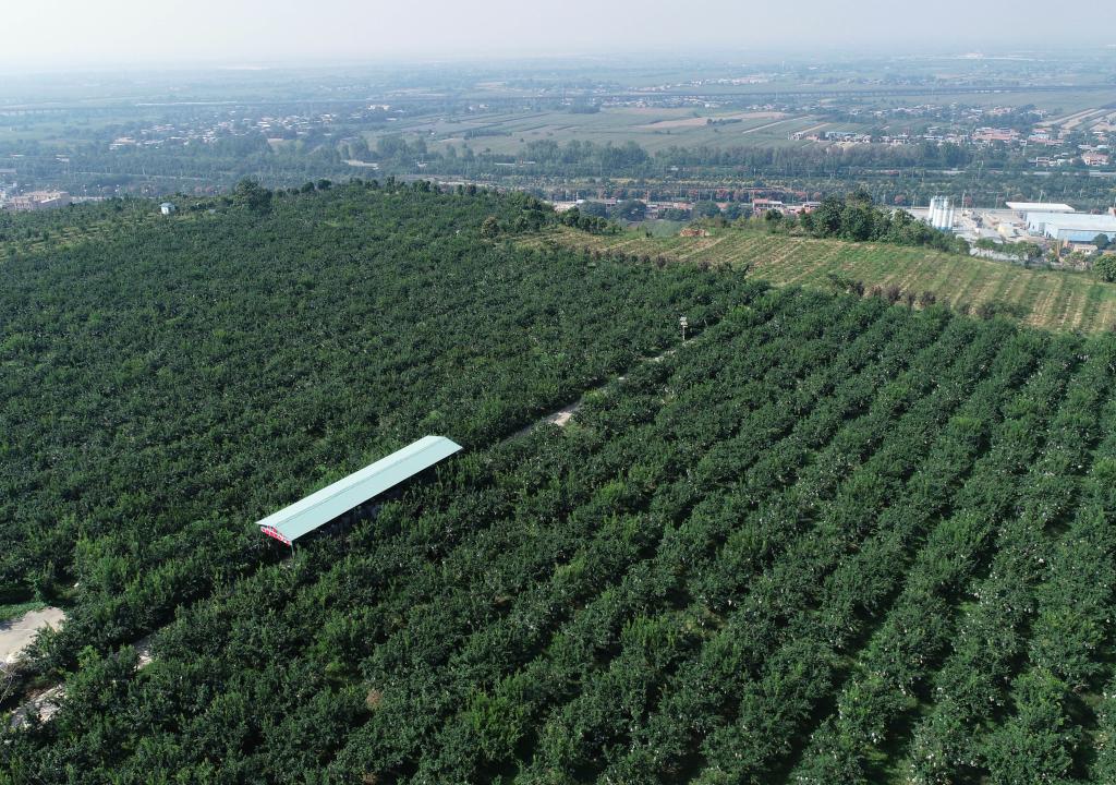 陕西临潼：石榴老产区 焕发新活力(图1)