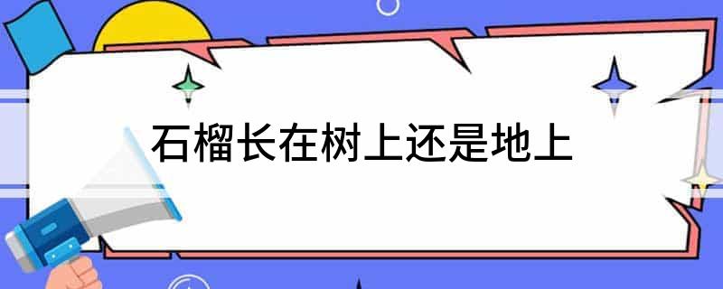 石榴长在树上还是地上(图1)