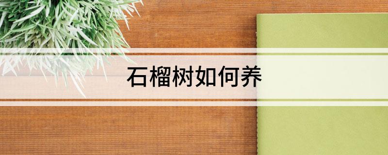 石榴树如何养(图1)