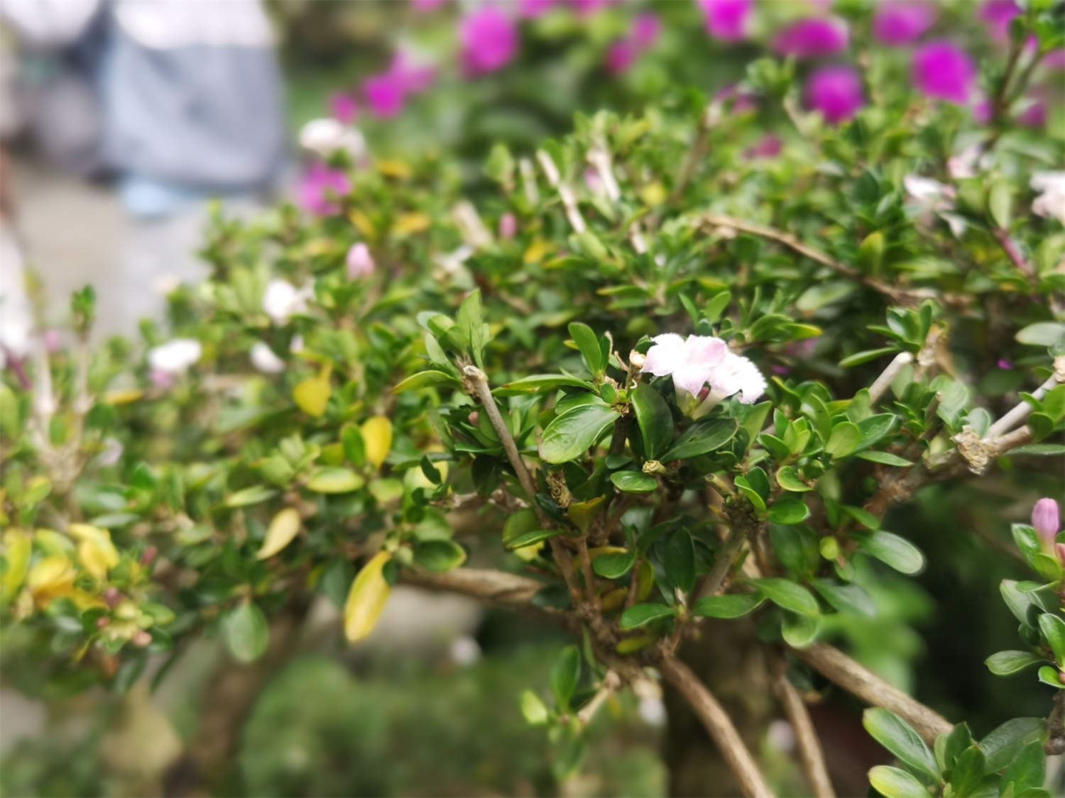 花灌木有哪些(图4)